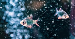 Confira 8 curiosidades sobre peixes que vão mudar a forma como você enxerga os bichinhos!