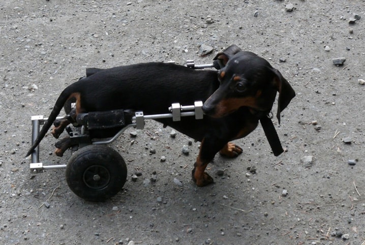 cachorro-cadeira-de-rodas