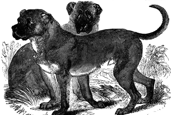 Raças de cachorros extintas: conheças as 10 mais famosas!