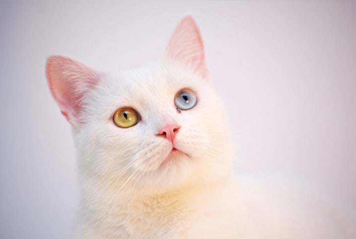 gato-heterocromia