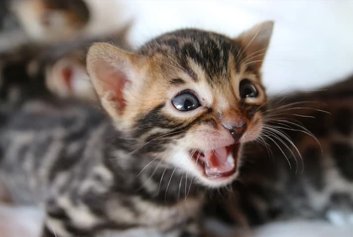 Gato pulando? Descubra 5 curiosidades sobre o salto dos felinos