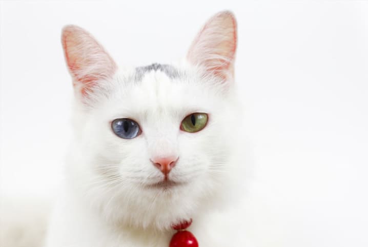gato-branco-heterocromia