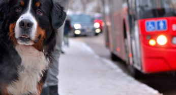 Transporte pet: pode levar cachorro no ônibus?