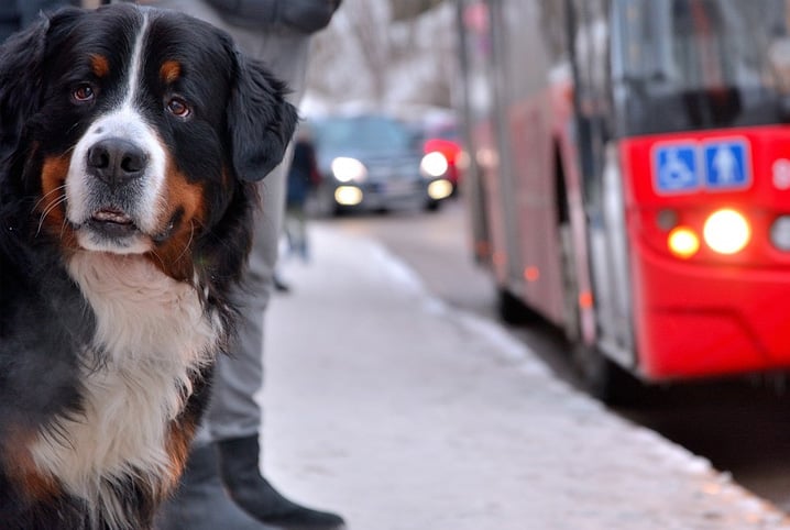 Cachorro ao lado de ônibus