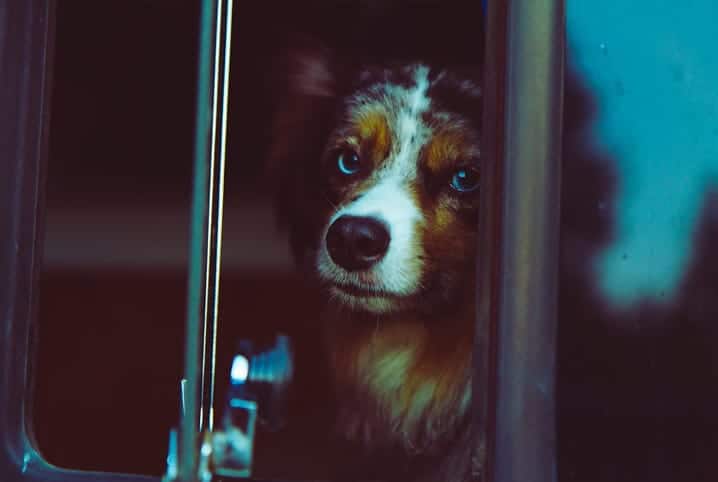 Cachorro olhando pela janela de ônibus