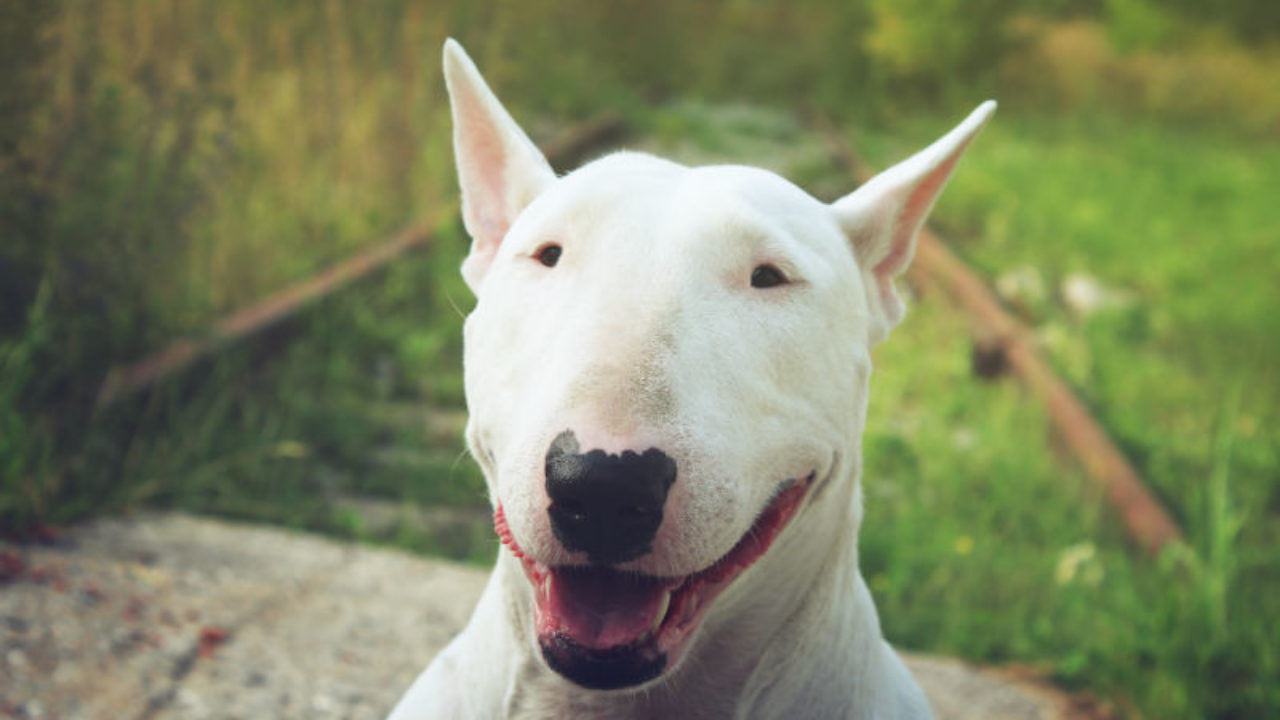 pode existir mais de 400 raças de cachorro feito curioso