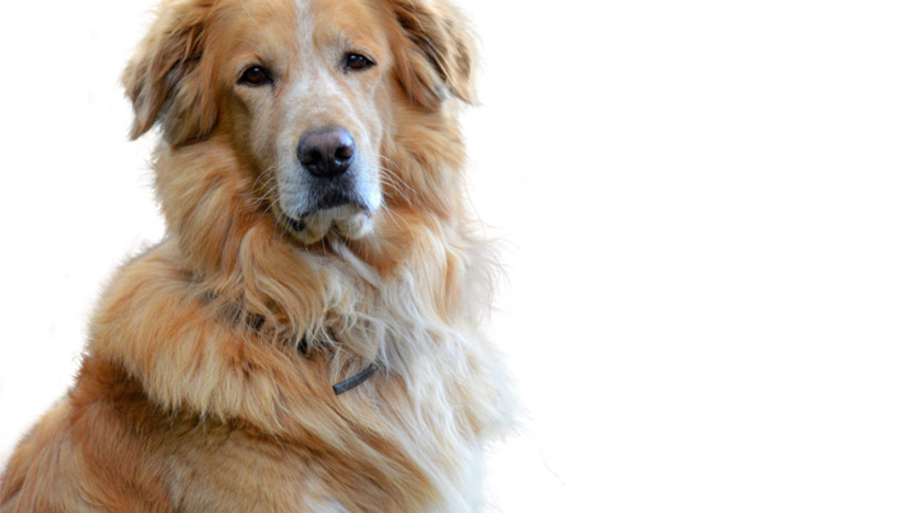 O maior cachorro do mundo: saiba quais são as raças gigantes