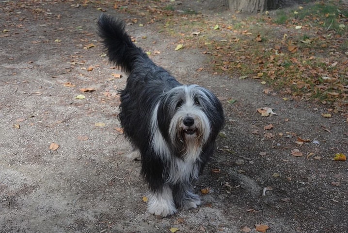 cão peludo olhando para câmera