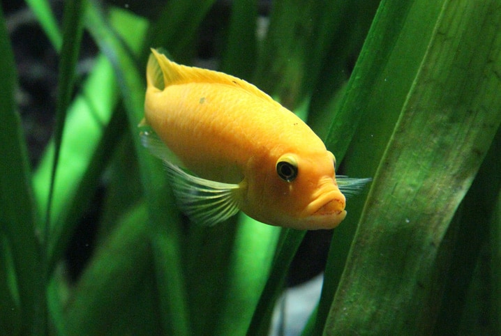 peixe amarelo em algas verdes