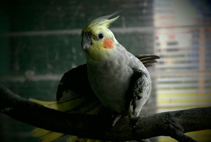 Calopsita doente: veja como cuidar da sua ave | Petz