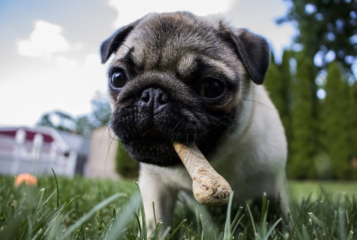 cachorro comendo biscoito