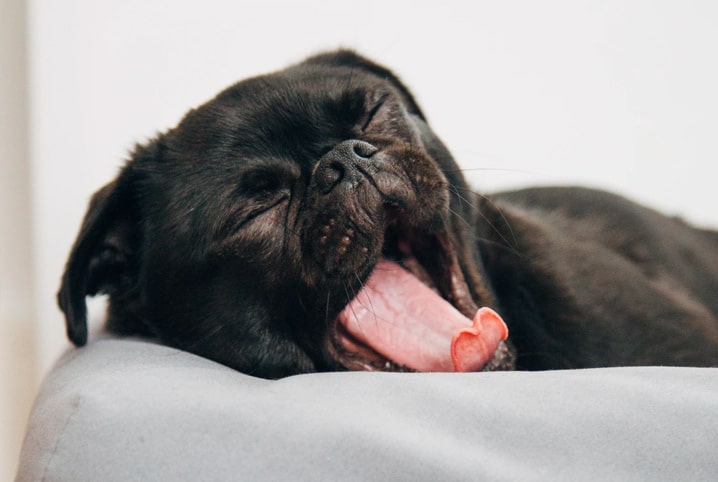 Cachoror pug bocejando.