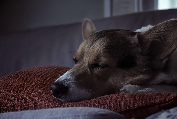 Cachorro dormindo no sofá.