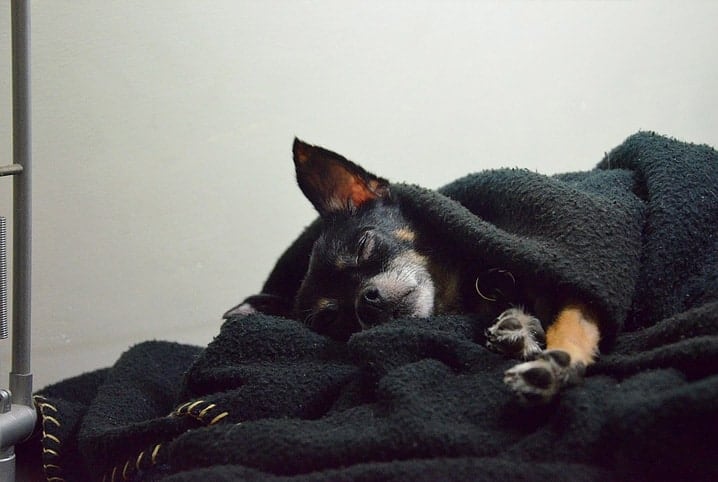 Cachorro dormindo com manta por cima.