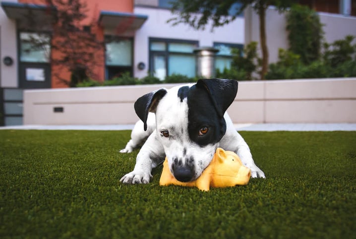 Como fazer o cachorro parar de morder?