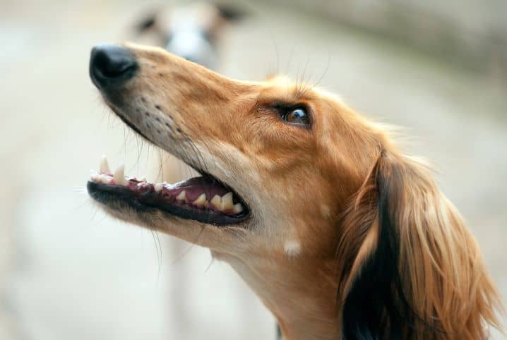 Convulsão em cachorro: saiba como agir