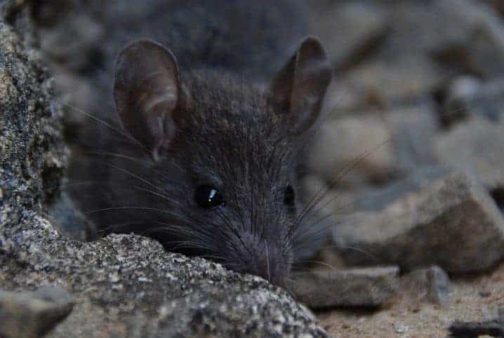 rato cinzento