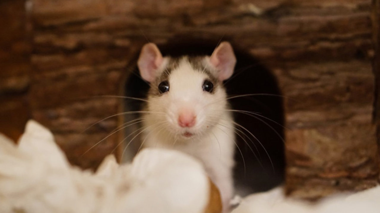 Do tamanho de um cão', ratos estão cada vez maiores e dominam Nova
