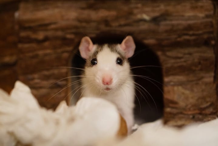 ratinho branco saindo da toca