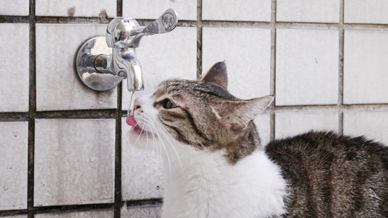 Pare tudo o que está fazendo e veja esse gatinho bebendo água em
