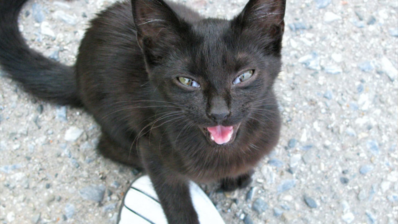 Conheça o jogo onde você é um gato preto perdido numa cidade grande