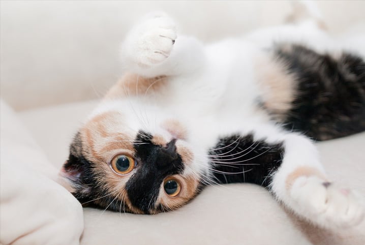 Gato com pelagem mesclada deitado.