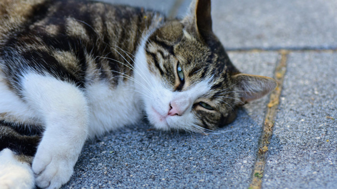 Gato de rua: você sabe como cuidar desse felino? | Petz
