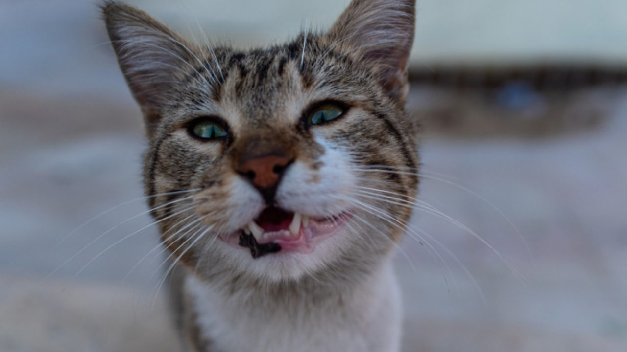 Top 10 Vídeos engraçados de animais: confira! 