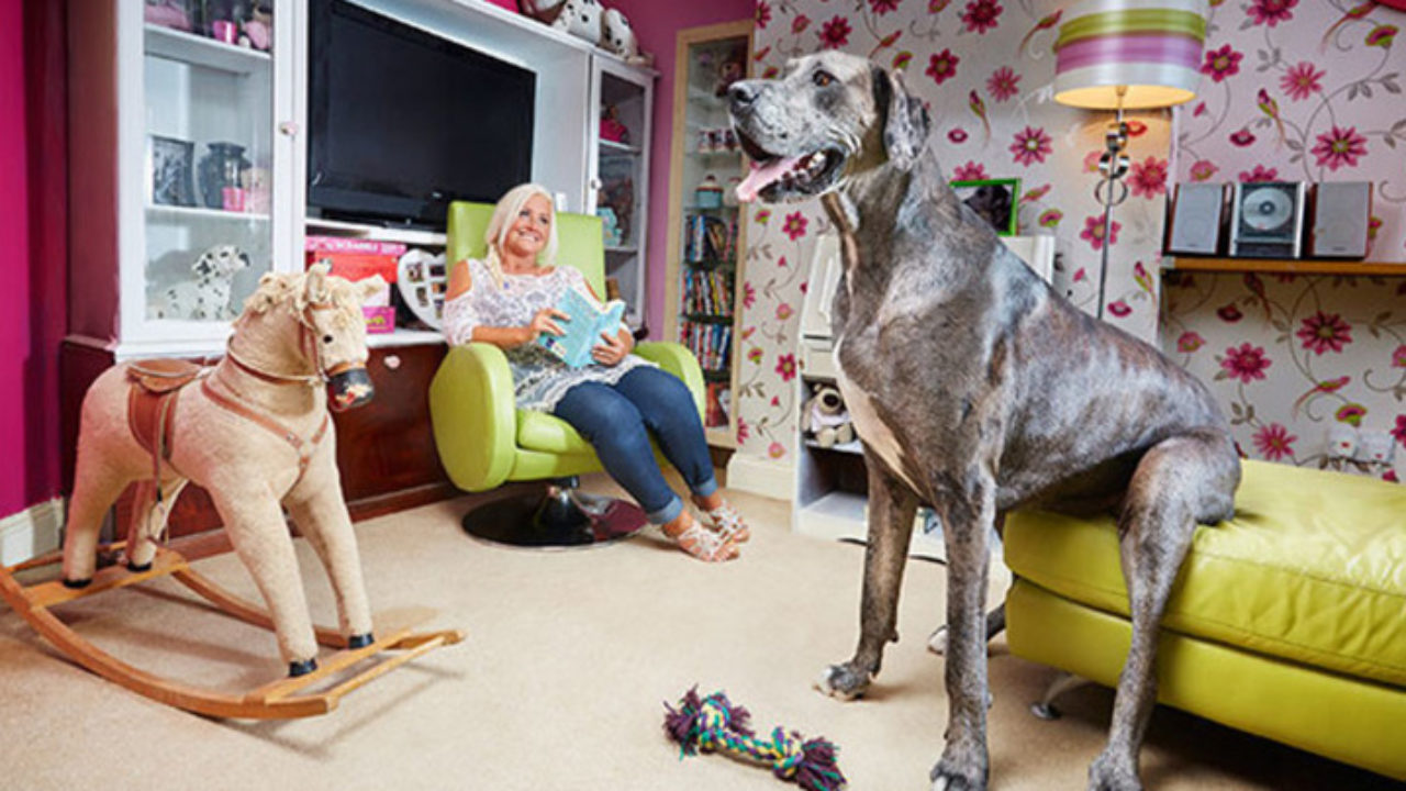 Maior cachorro do mundo: conheça o gigante Freddy