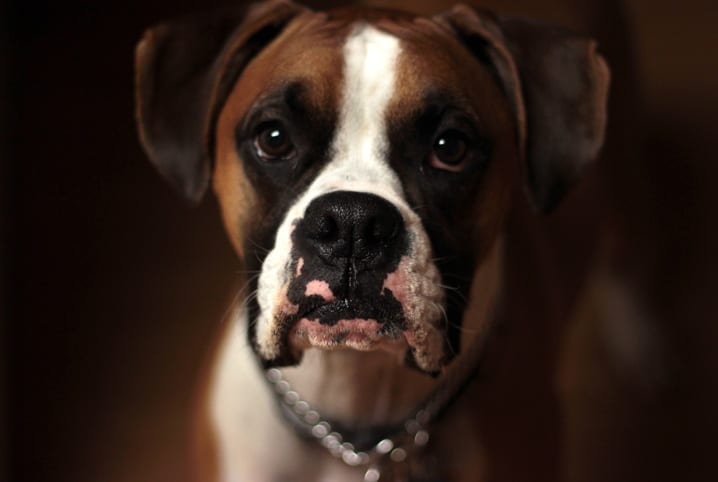 Featured image of post Cachorro Com Olho Fundo - No entanto, pode ser algo simples, e pode ser que o veterinário recomende que você faça pode ser conjuntivite, mas abra bem o olho dele, veja se não está arranhado.