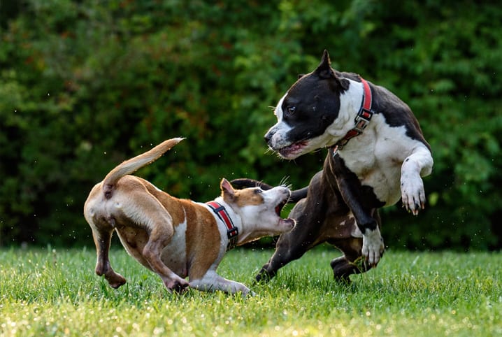 cachorro brigando