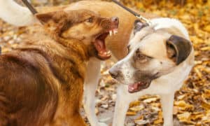 Saiba como evitar mordida de cachorro em outro e o que fazer nessa situação