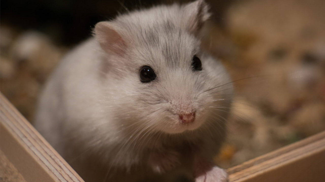 Nomes para hamster: 500 ideias para você escolher