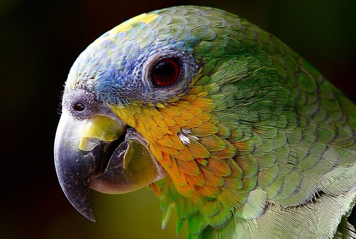 rosto do papagaio 
