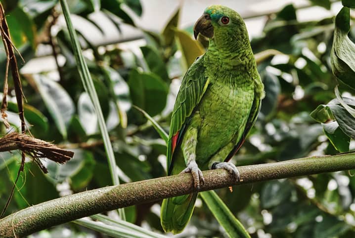 papagaio na floresta olhando para o lado em cima do galho