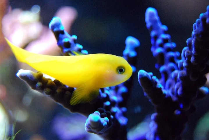 peixe amarelo em meio à algas azuis