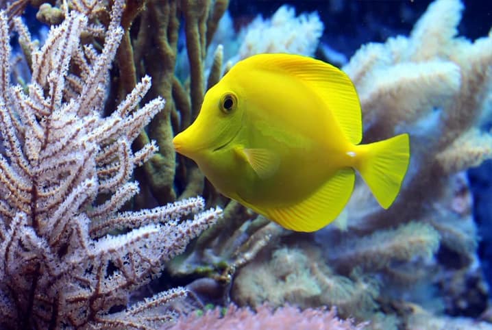peixe amarelo no aquário
