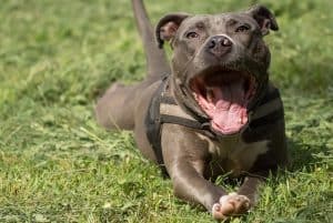 Conheça os tipos de Pitbull e as diferenças entre eles