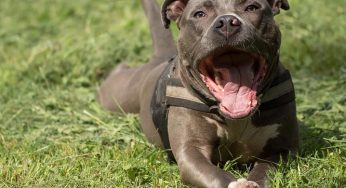 Cachorro cruzando com outros animais gera filhotes?