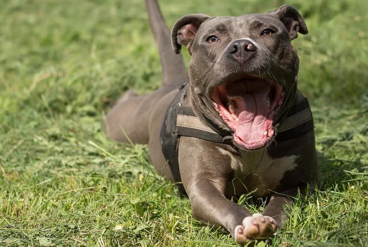 tipos de pitbull cachorro