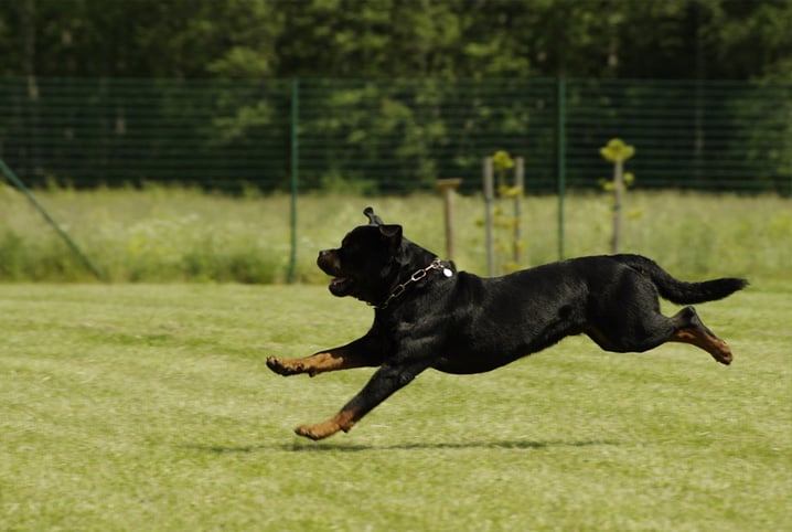 rottweiler personalidade