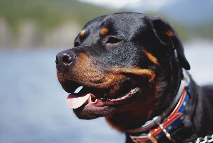 cachorro rottweiler parado com mar ao fundo