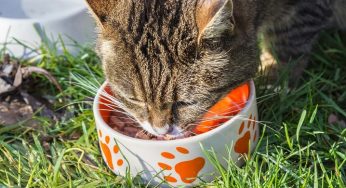 Alimentação do gato: a hora certa de oferecer petiscos e seus benefícios