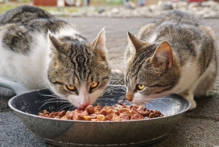 dois gatos comendo ração