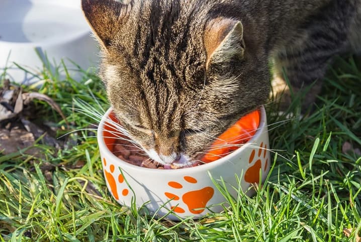 Alimentação do gato: a hora certa de oferecer petiscos e seus benefícios