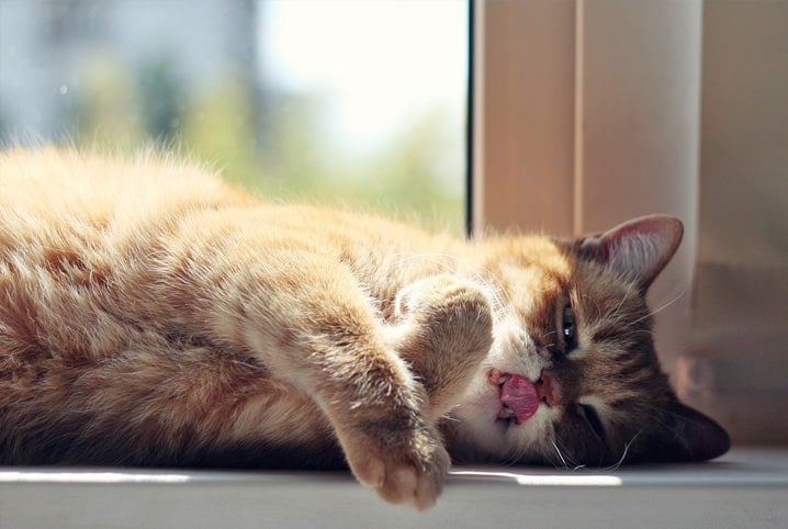 gato deitado na janela