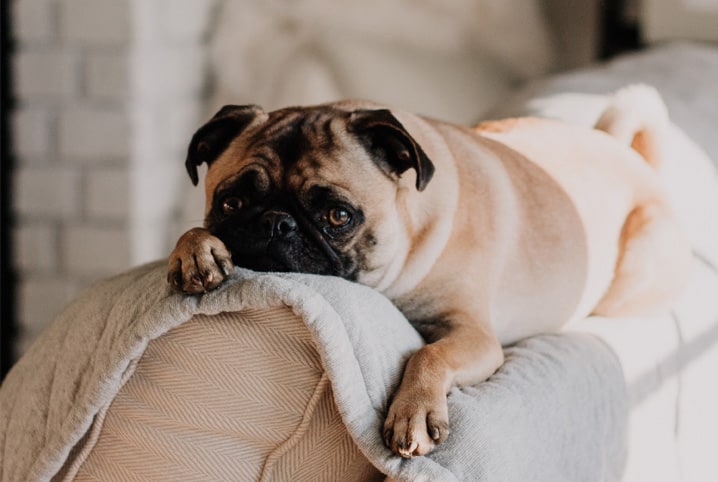 cachorro deitado no sofá