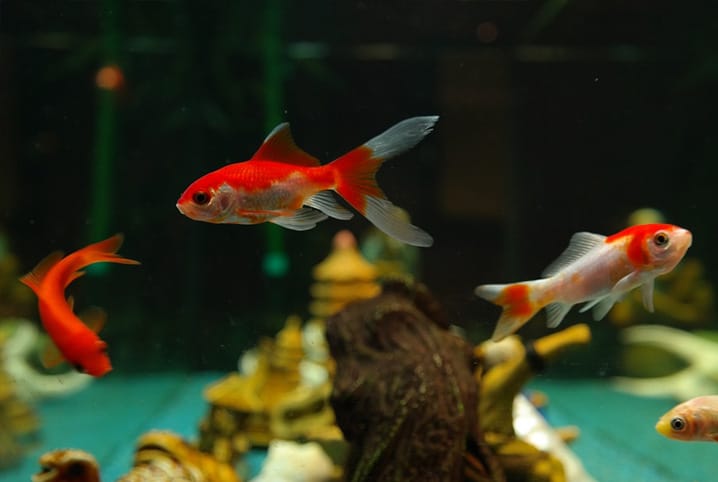 peixes laranja no aquario