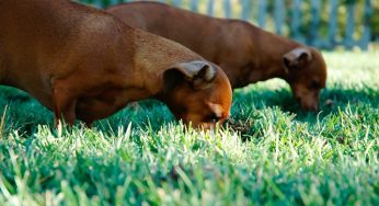 Cachorro comendo mato faz mal? Confira a resposta dessa dúvida