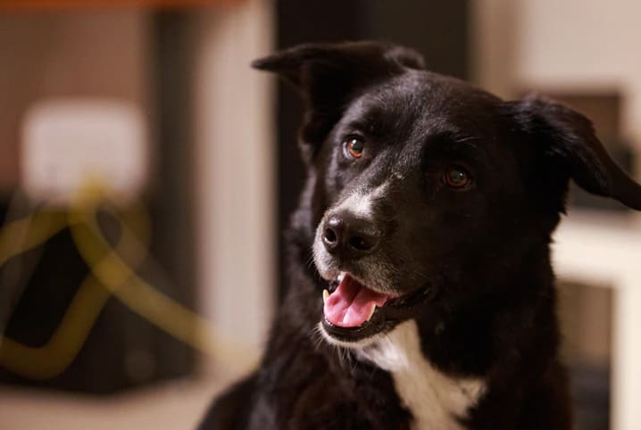 cachorro com a língua de fora